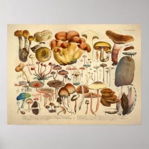 1831 paddenstoelvariëteit Bruin afdrukken Poster