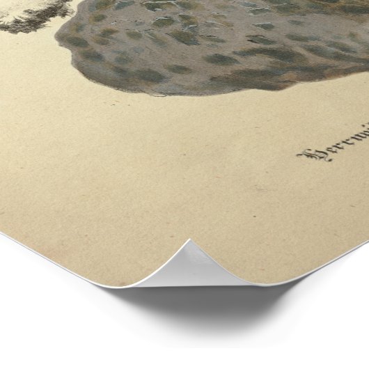  1831 paddenstoelvariëteit Bruin Pet afdrukken Poster (Hoek)