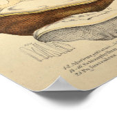 1831 paddenstoelvariëteit Bruin Rood afdrukken Poster (Hoek)