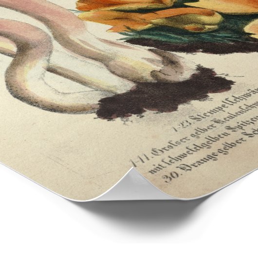 1831 paddenstoelvariëteit Rood bruin afdrukken Poster (Hoek)