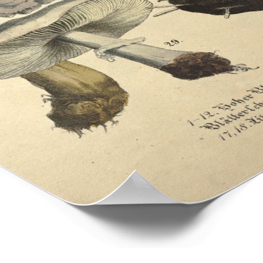  1831 paddenstoelvariëteit White Brown Print (Hoek)