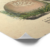 1831 paddenstoelvariëteit Wit Pet Afdrukken Poster (Hoek)