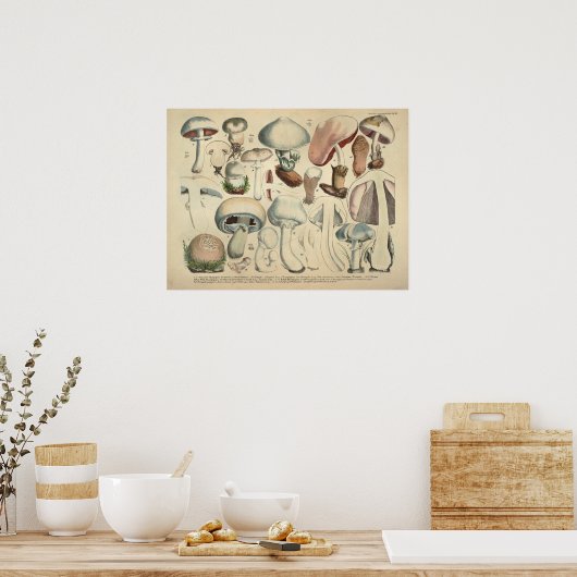 1831 paddenstoelvariëteit Wit Pet Afdrukken Poster (Keuken)