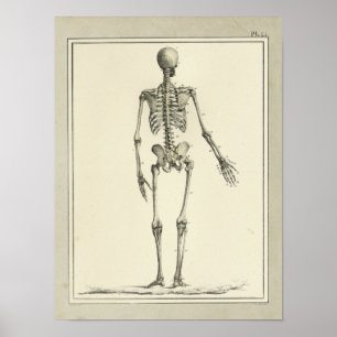  1831 Skeletanatomie Afdrukken Poster