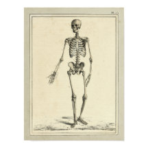 1831 Skeletanatomie Afdrukken