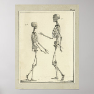  1831 Skeletanatomie Afdrukken Poster