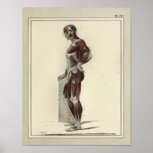  1831 spieren Laterale anatomie Afdrukken Poster