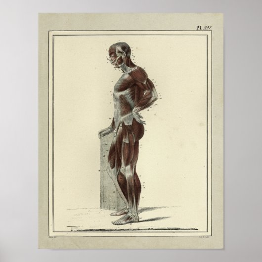  1831 spieren Laterale anatomie Afdrukken Poster (Voorkant)