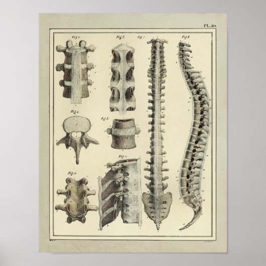  1831 Spinale kolomanatomie Afdrukken Poster (Voorkant)
