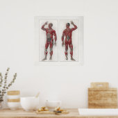 1833 Muscles Vintages Nerves Anatomie Poster (Cuisine)