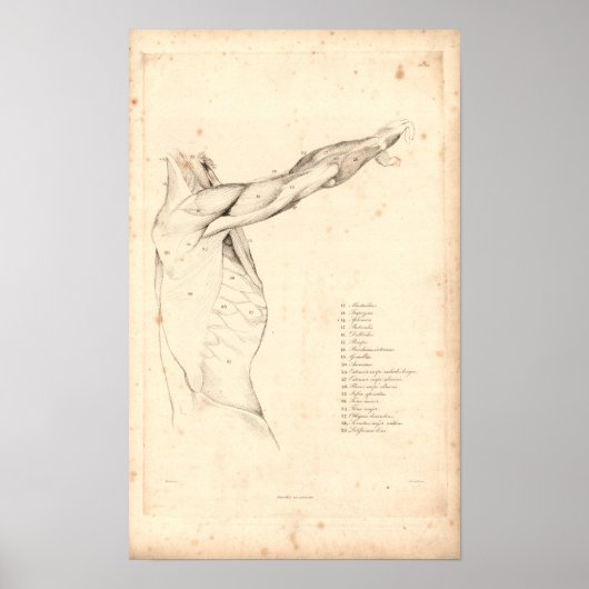1833 Schouder- anatomie Afdrukken Poster (Voorkant)