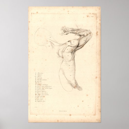 1833 Schouder- anatomie Afdrukken Poster (Voorkant)