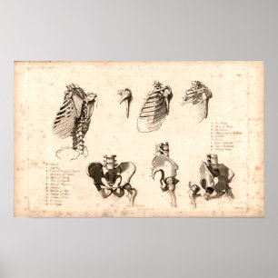 1833 skeletanatomie afdrukken poster