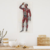 1833  spieren Veins Anatomie Poster (Keuken)