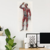 1833  spieren Veins Anatomie Poster (Thuiskantoor)