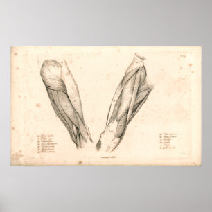1833 Spierspier met peetanatomie Afdrukken Poster