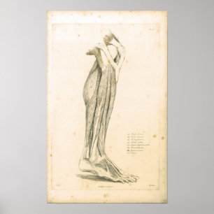 1833 Spierspier voor beenanatomie Afdrukken Poster