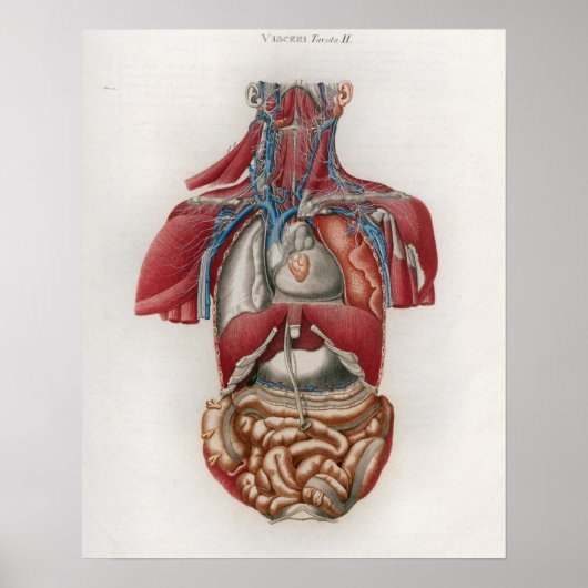 1833 Vintage Viscera Organes Anatomie Poster (Devant)