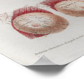 1833 zenuwkop Poster anatomie (Hoek)