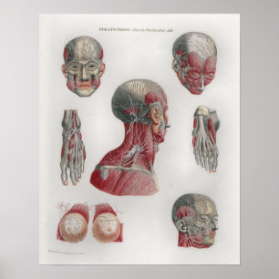 1833  zenuwkop Poster anatomie