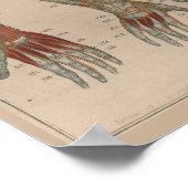 1837  Arteries Bloedanatomie Art Poster (Hoek)