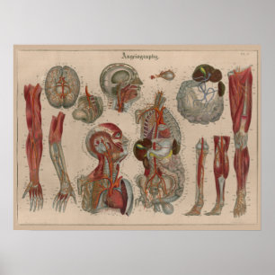 1837  Arteries Bloedanatomie Art Poster