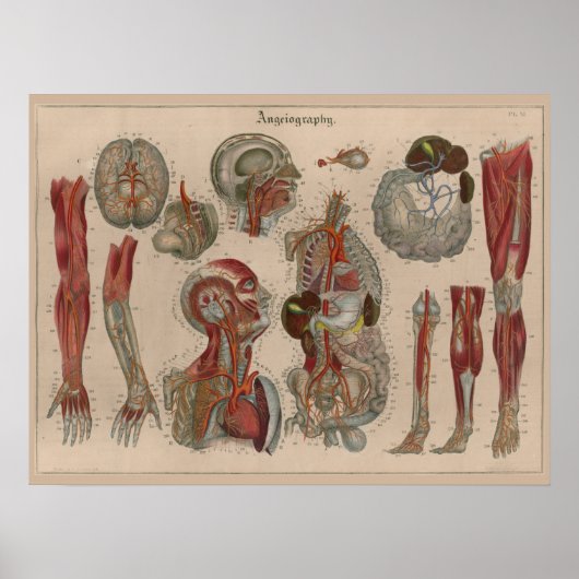 1837  Arteries Bloedanatomie Art Poster (Voorkant)