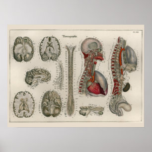 1837  Brain Nerves Anatomy Art Poster