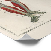 1837 Muscles Vintages Nerves Anatomy Art Poster (Coin)