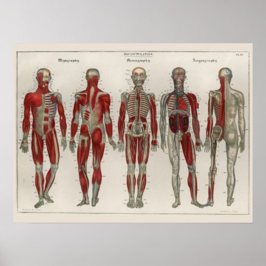 1837 Muscles Vintages Nerves Anatomy Art Poster (Devant)