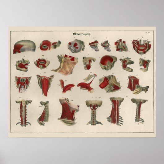 1837  musculair Poster (Voorkant)