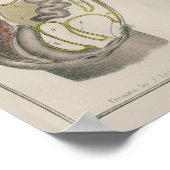 1837  Poster van de anatomie van de interne organe (Hoek)