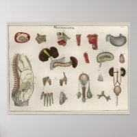 1837 Poster van de anatomie van de interne organe