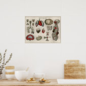 1837  Poster van de anatomie van de interne organe (Keuken)