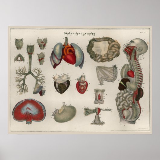 1837  Poster van de anatomie van de interne organe (Voorkant)