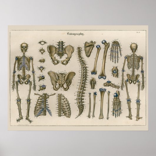 1837 Skelet Spine Anatomy Art Poster (Voorkant)
