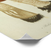  1841 Brown Mushrooms Art Poster (Hoek)