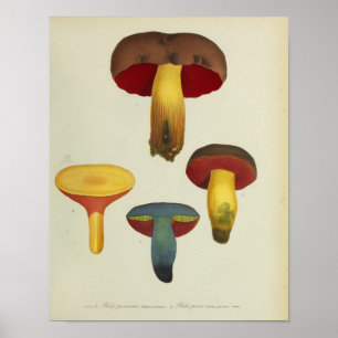1841 Geel bruin rode paddenstoelen Kunst afdrukke Poster