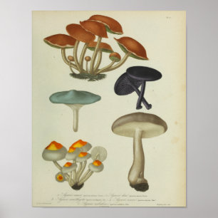 1841 gele blauwe Paarse paddenstoelen afdrukken Poster