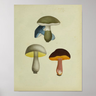  1841 gele blauwe paddenstoelen Kunst afdrukken Poster
