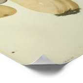  1841 Gele bruine paddenstoelen Kunst afdrukken Poster (Hoek)