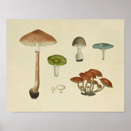 1841 Green Blue Brown-paddenstoelen Art Poster (Voorkant)