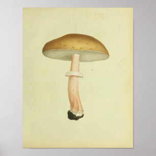 1841 Paddenstoelen met bruin Pet Kunst afdrukken Poster