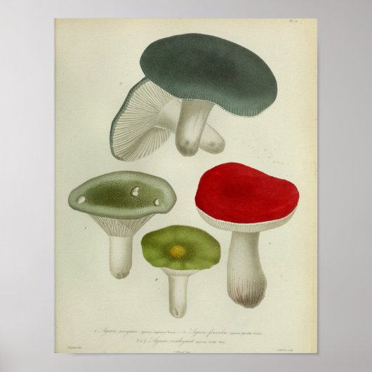  1841 Red Blue Green Mushrooms Art Poster (Voorkant)