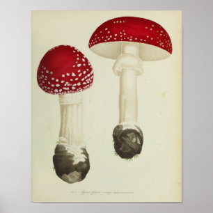 1841 Rode Petten — Paddenstoelen Kunst afdrukken Poster