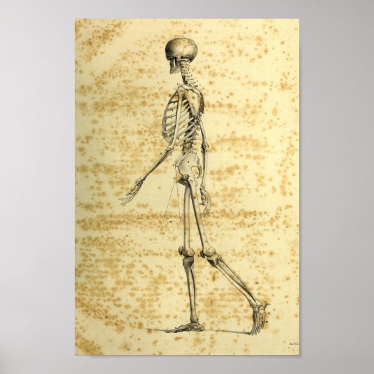1843 Humaan Skeletanatomie Afdrukken Poster (Voorkant)