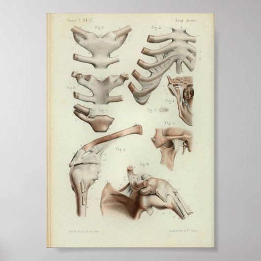 1844 anatomie Afdrukgewrichten Artikelen Poster (Voorkant)