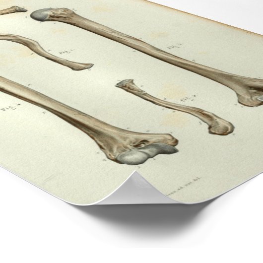 1844  anatomie AfdrukHumerus Clavicle Poster (Hoek)