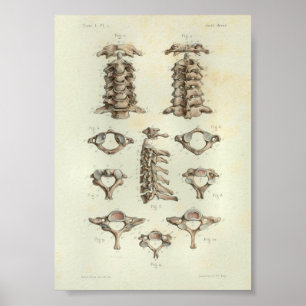 1844 anatomie Afdrukken Cervicale ruggengraat Poster