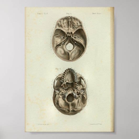 1844  anatomie Afdrukken Menselijke schedel Poster (Voorkant)